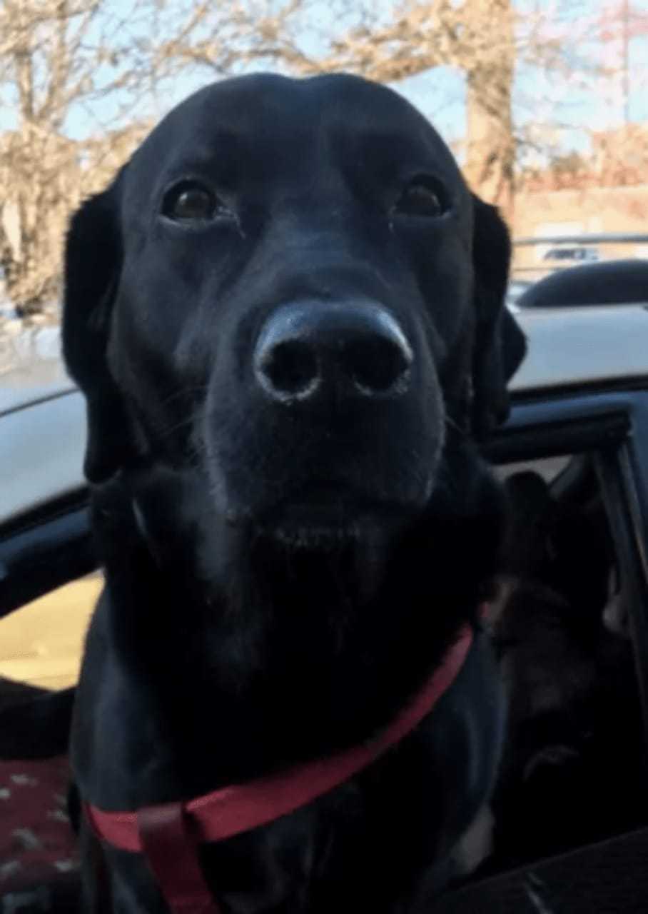 Joe's dog Bronson passed away about two months ago.