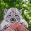 <p>The Beardsley Zoo will be saying goodbye to their two lynx kittens soon.</p>