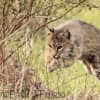 Bobcat Spotted In Brookfield By Man Walking Dog