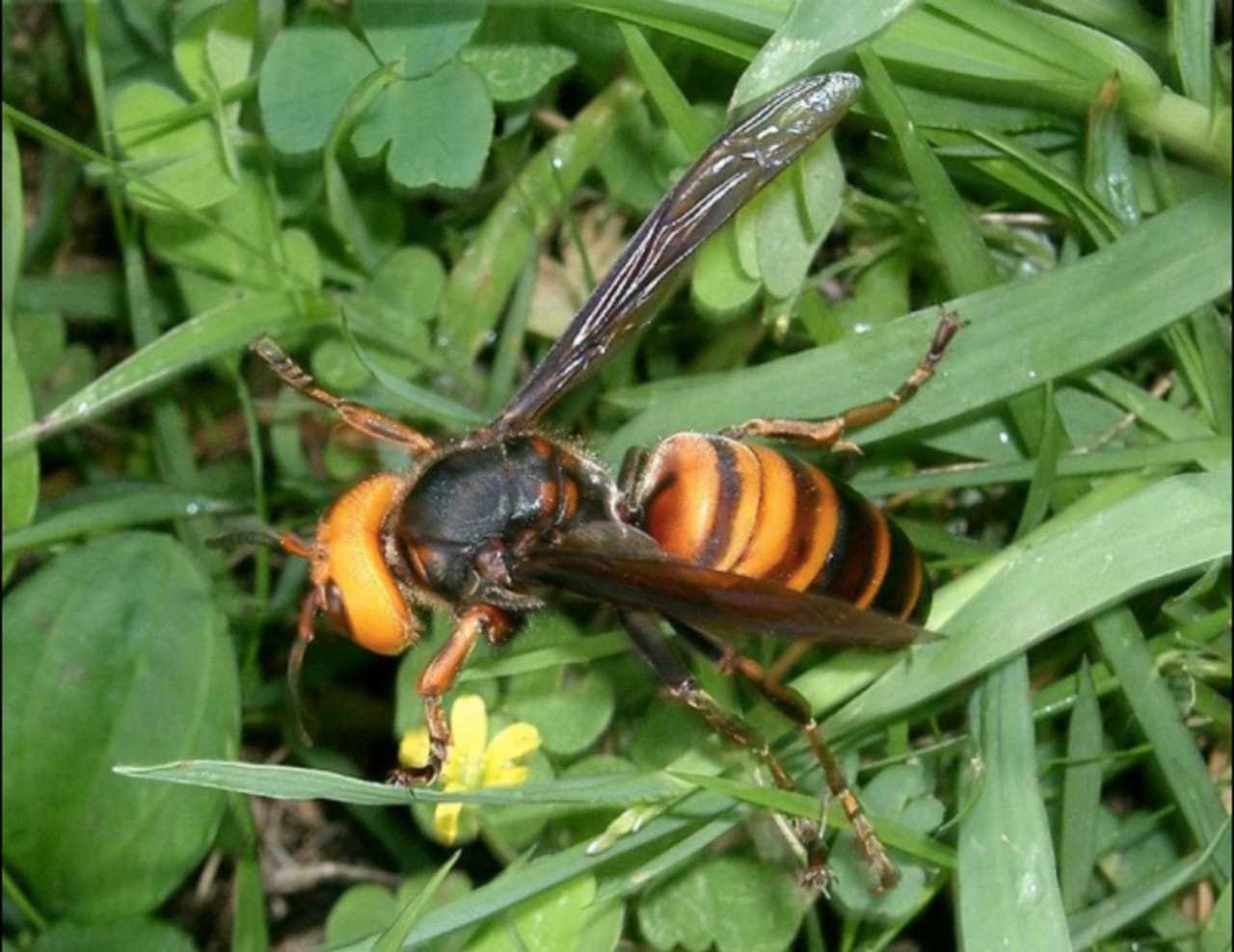 Asian giant hornet