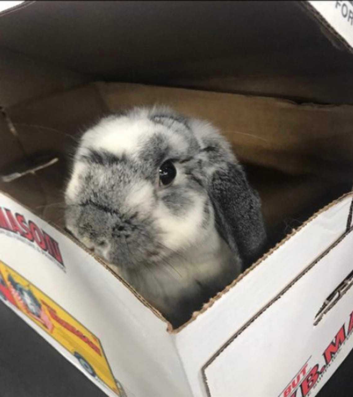A rabbit was found abandoned in a box outside Pet Valu Store on Route 22 in Patterson.