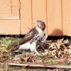 The hawk with an arrow piercing its body