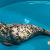 This grey seal is recovering quickly and eating on her own at the Marine Mammal Stranding Center in Brigantine..