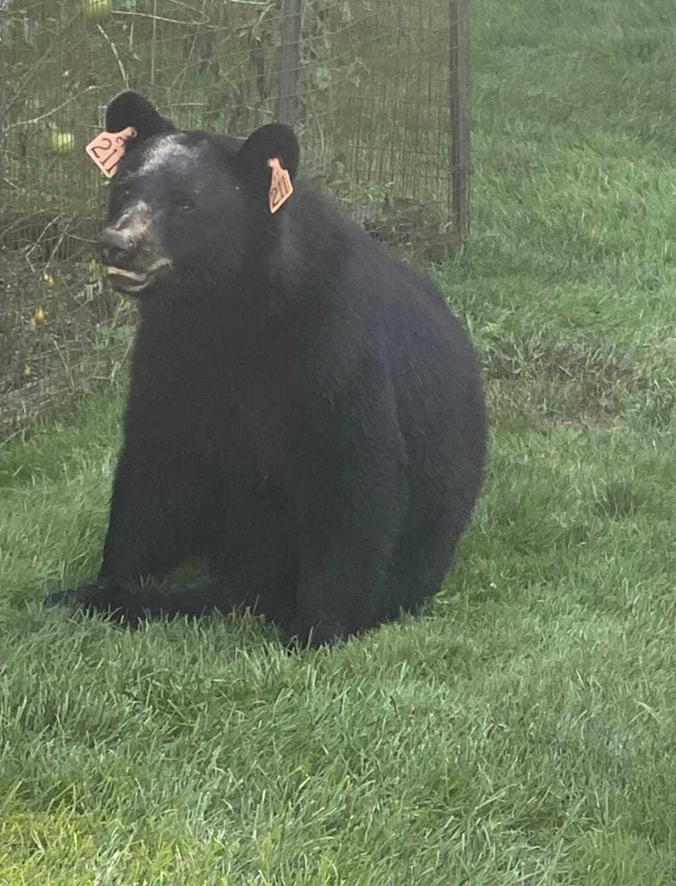 "Bear 211" was caught taking in the sites outside a Fairfield home.