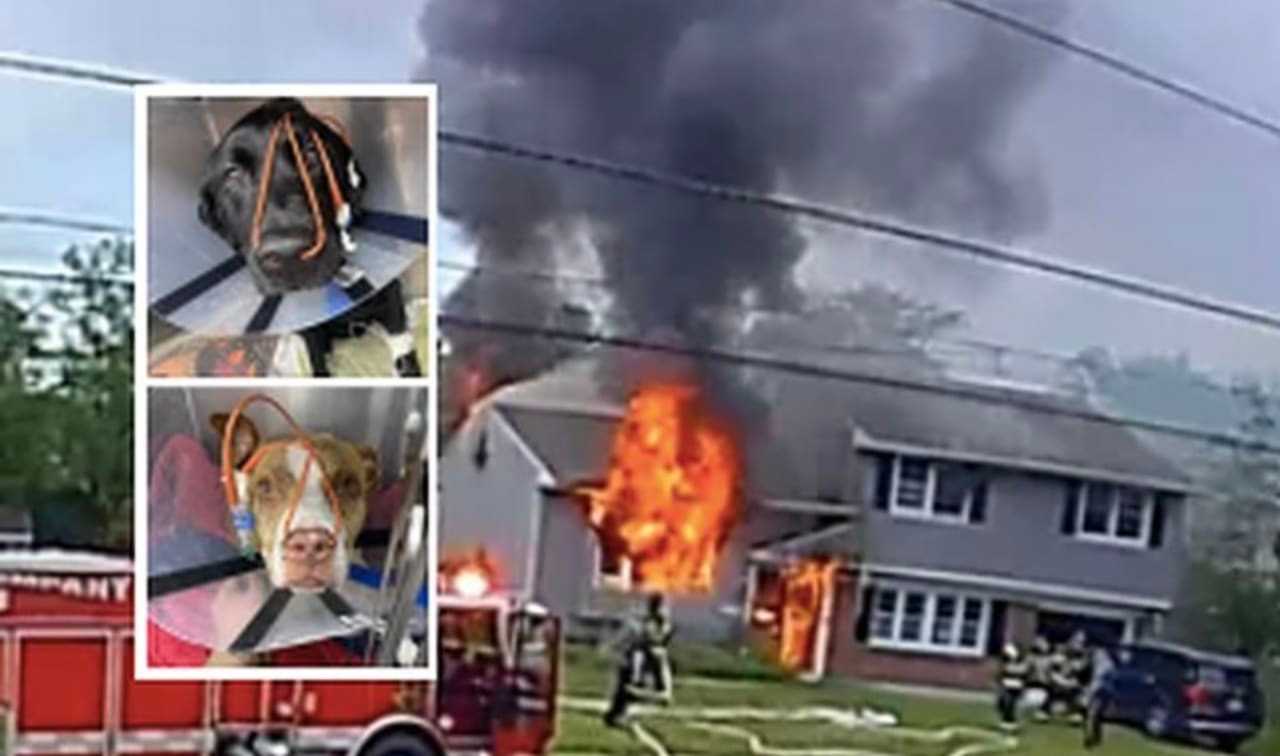 South Jersey Family Loses Everything In House Fire, Dogs Hospitalized