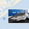10-Foot Great White Shark Detected Off NJ Coast Memorial Day Weekend