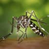 West Nile Virus: First Human Case Of Season Confirmed In New Haven County Woman