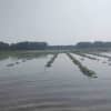 Flooded Manchester Farm Loses 90 Percent Of Crops: Here's How To Give Support