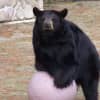 Beloved 'BooBoo' Bear Dies At Jersey Shore Zoo