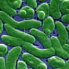 Nationwide Alert: Flesh-Eating Bacteria Infections Pose Growing Threat, CDC Warns