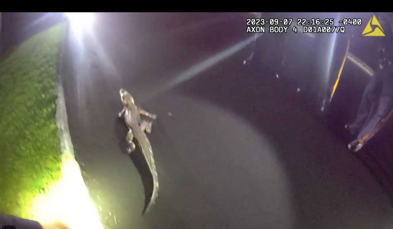 Video Shows NJ Alligator Attempting Sweet Escape Before Capture