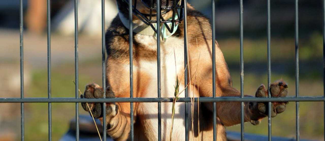 North Jersey Toddler Mauled By Pitbull At Town-Wide Garage Sale: Lawsuit