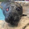 Popular One-Eyed Seal Dies At Jenkinson's Aquarium