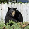 Bear Escapes Capture After Breaking Into Garage Looking For Grill At CT Home