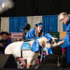 Good Boy! Mahwah Grad's Service Dog Gets Diploma From Seton Hall University