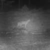 Mystery Predator: Animal That Killed Deer In Driveway Caught On Video By NY DEC Staffer