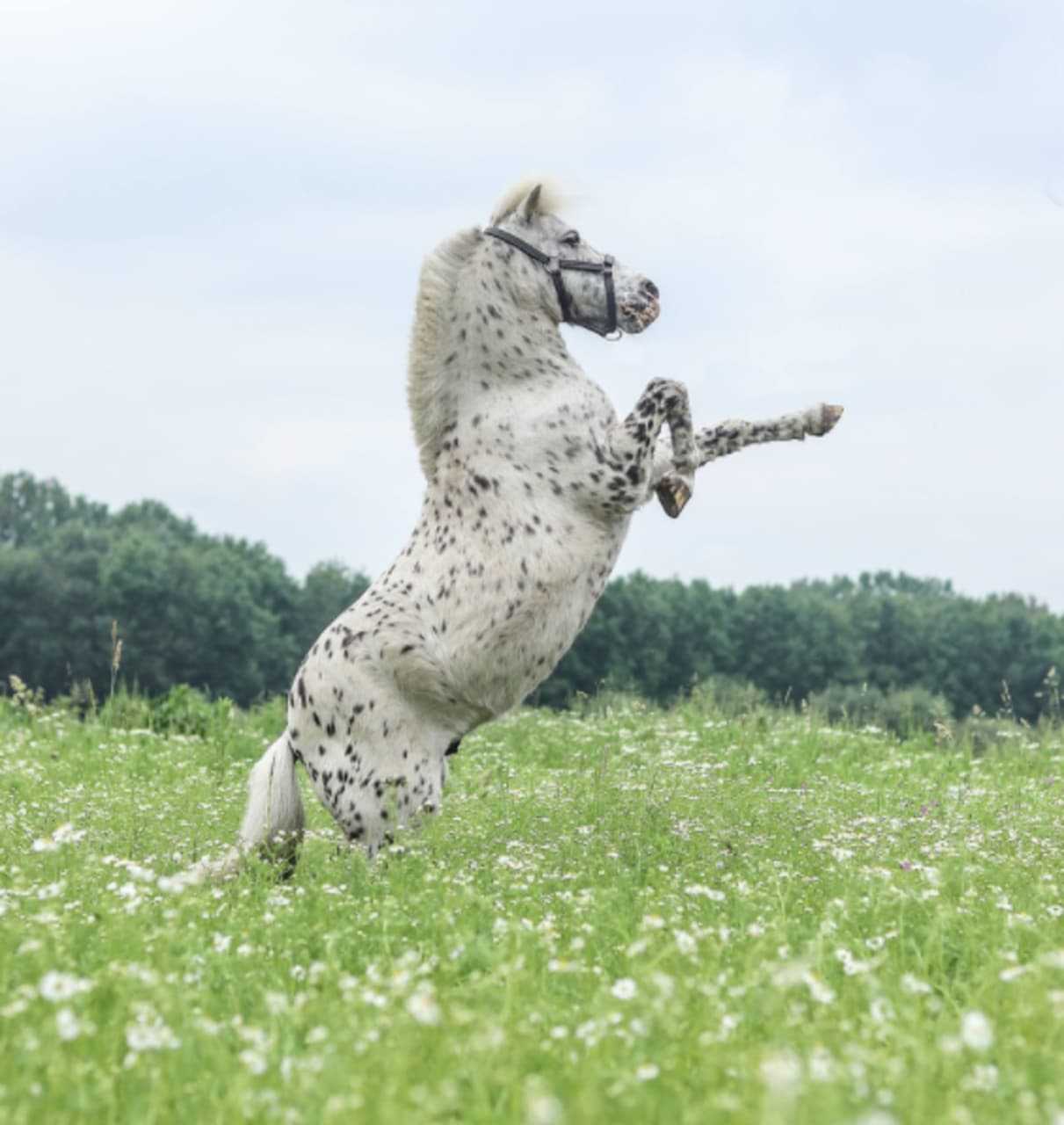 Appaloosa Horse Hit By Stray Bullet In Gettysburg, PA State Police Say