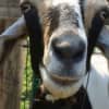 Goats Escape From Jersey City Cemetery