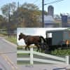 Amish Horse-Buggy Crash Hospitalizes 9 People In Lancaster Co.(DEVELOPING)