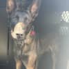 Police K9 Loki Causing Mischief Tracked Down After Going Missing In Montgomery County (UPDATED)