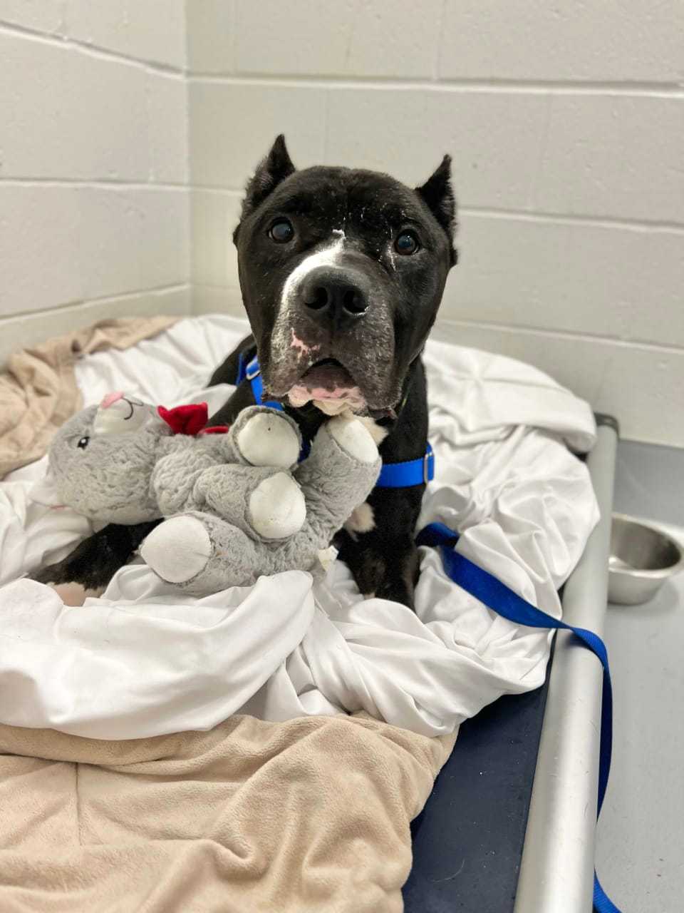 2 Charged With Animal Abuse After Dog Found Starved With Broken Bones In Western Mass