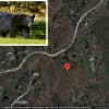 New Update: Bear Attacks Child In Hudson Valley