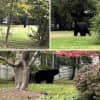 Bear Spotted In Northern Westchester Backyard: Here's Where