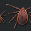 Invasive Tick Found In Fairfield: Could Have 'Significant' Health Impact, Researchers Say