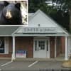 Bear Charges Employee Of Avon Sweet Shop, Delays Opening Of South Windsor Location