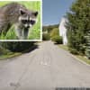 Rabid Raccoon Found In Greenburgh: Officials Issue Warning About Fatal Disease
