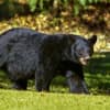 Bear Bill Passes CT Senate: Would Allow Killing Animals In These Situations