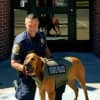 Connecticut State Police K9 Texas, a nonaggressive brown bloodhound, is missing in Danbury. He is wearing a green tracking vest like the one shown in the photo.