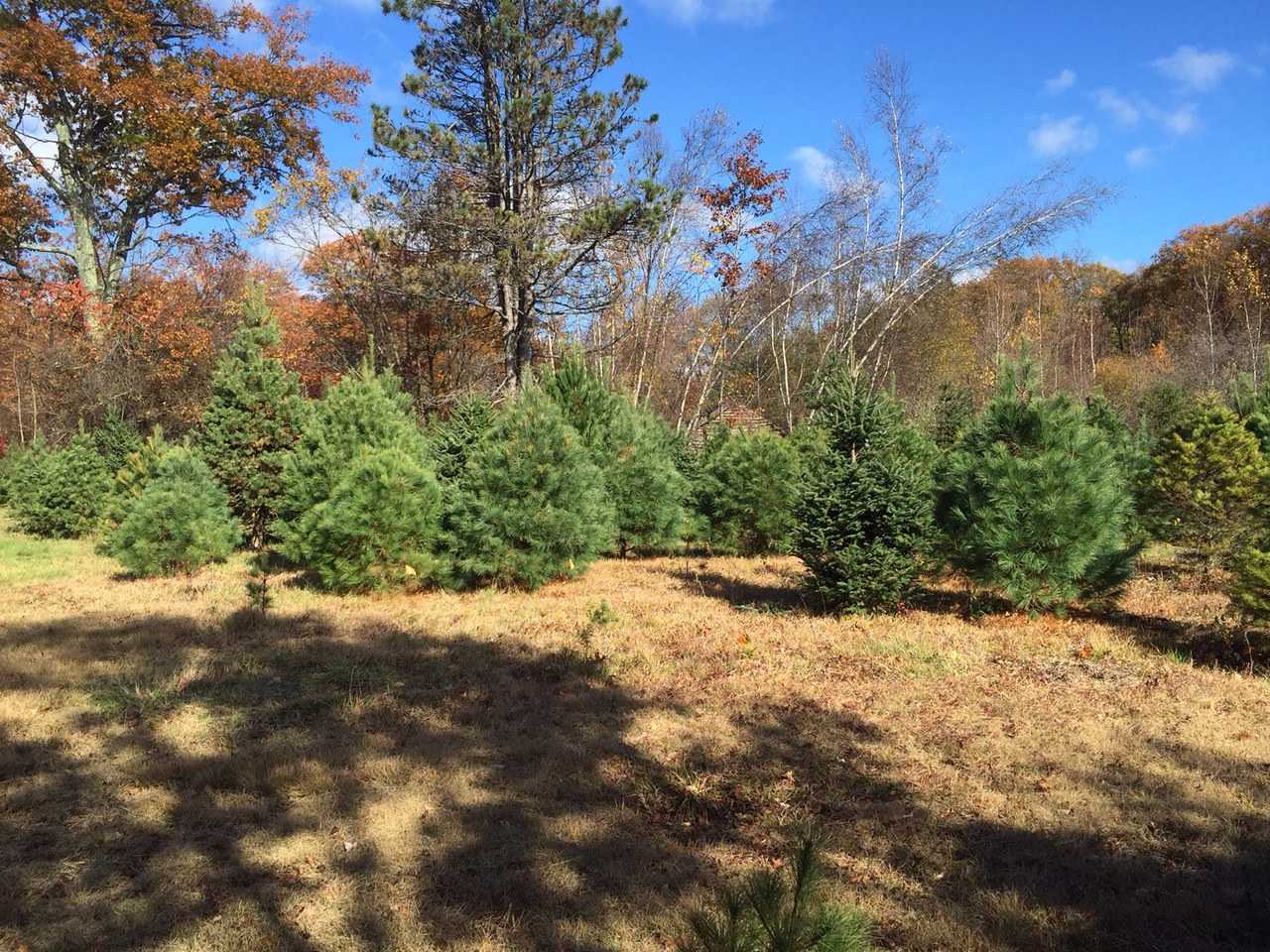Some of the trees at Bear Swamp Farm.