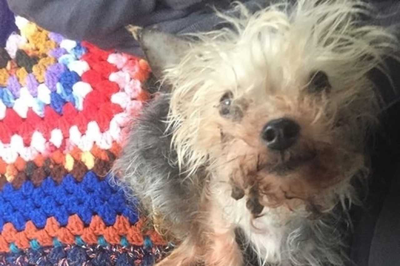 Advocates hope to help Ginger get healthy again -- and see her tormentors pay.
