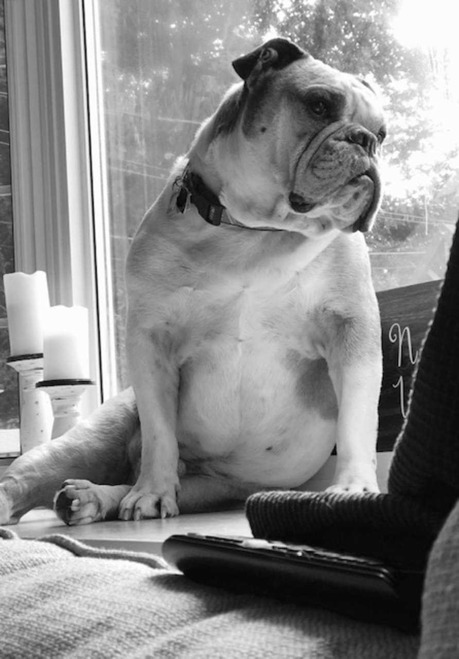 Pork is a Bulldog.