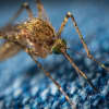 First Human Case Of West Nile Virus Reported In Maryland This Year