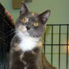 Cynthia, a torti/calico mix, is waiting to be adopted into a loving forever home in Wilton.