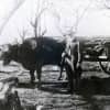 John Scott was photographed with his oxen on his Pound Ridge farm.