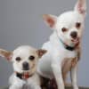 The two Chihuahuas Katz recently rescued and adopted from a Los Angeles kill shelter