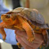 Buddy the box turtle, one of several creatures brought to Bedford 2020's summit by the Westmoreland Sanctuary.