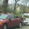 A tree crushes a car in the aftermath of Hurricane Sandy near New Rochelle's Glen Island Park Tuesday.
