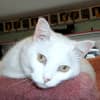 Lucy, a sweet and loving adult female cat, is waiting to be adopted in Wilton. 