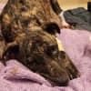 Dog Found Abandoned And Sick In Berks Has Died, Rescuers Say