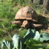 Five spur thigh tortoises will be at the Beardsley Zoo until sometime this fall.