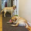 Belle and Cisco at play in the hallway at Canine Company in Wilton.