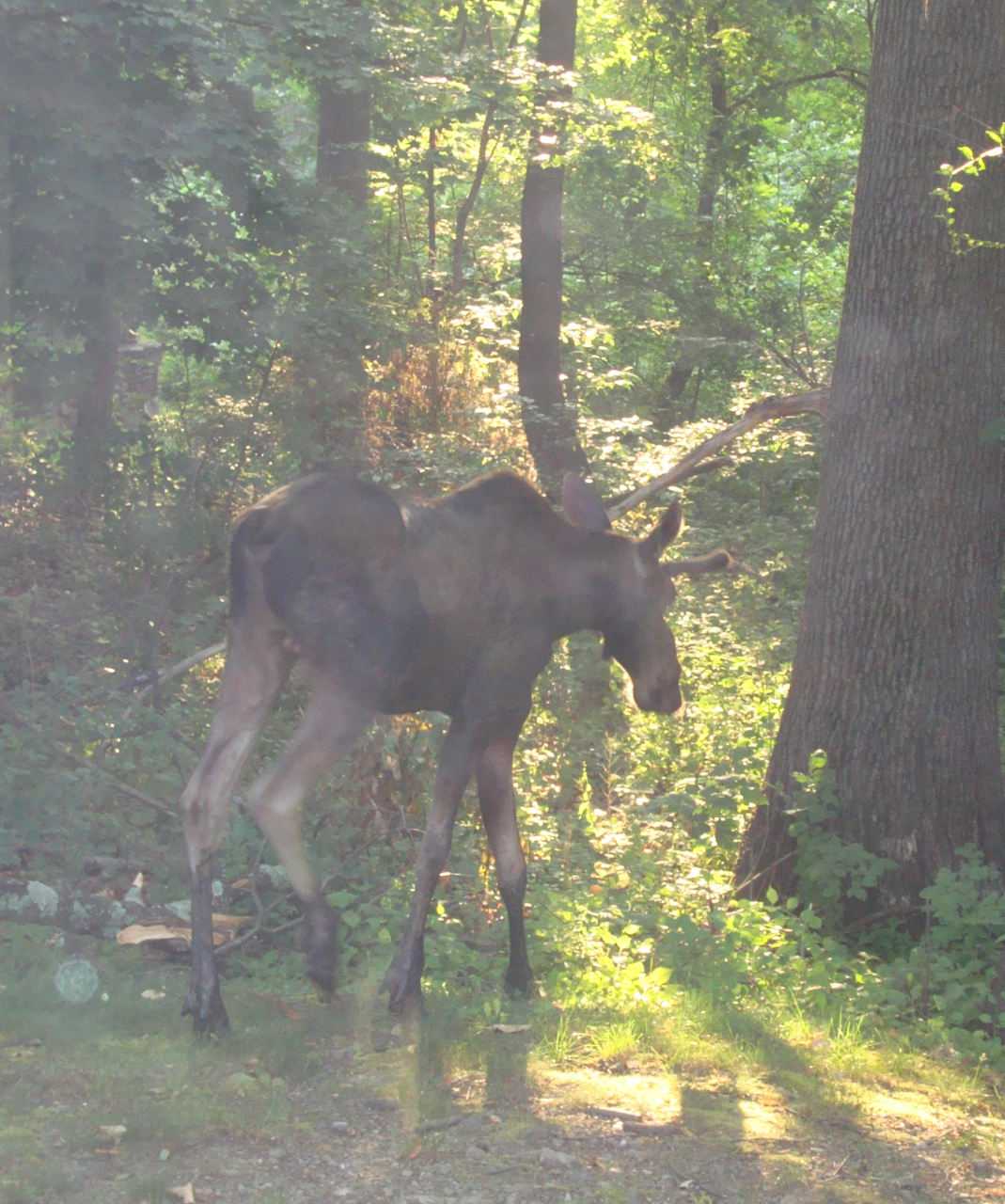 This moose was spotted in Ossining this time of year in 2016.