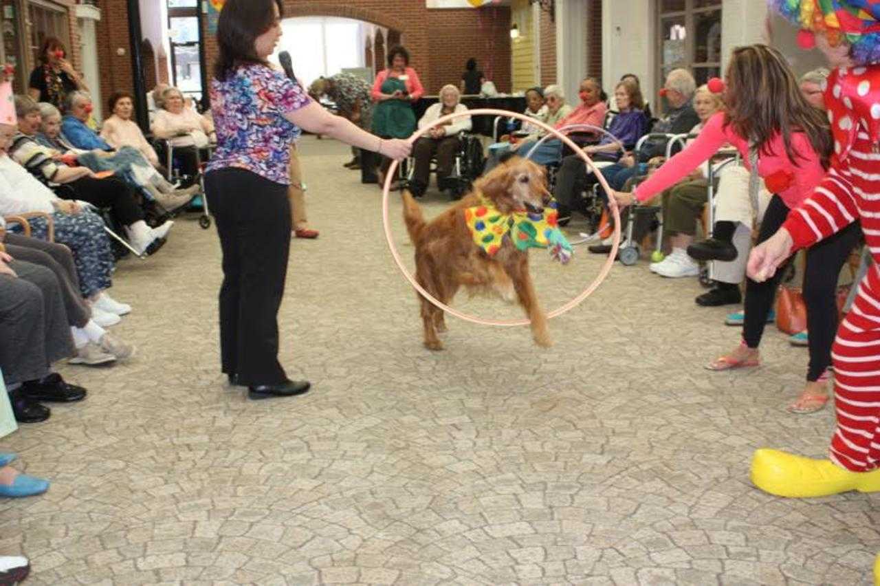 Handlers hold a hoop as a dog jumps through it.