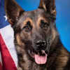K9 ChokesTo Death In Police Training Exercise In York County