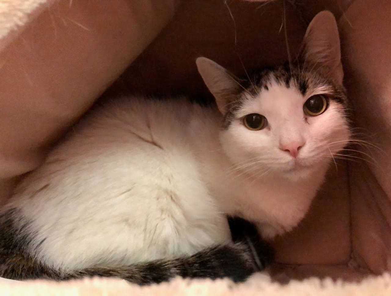 Need A New Best Friend? Westchester SPCA Highlights Pets Of Week