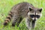 Rabid Raccoon Found In Anne Arundel Neighborhood